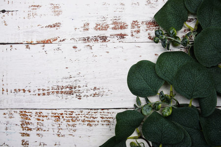 Eucalyptus leaves border frame with space copy on wooden background