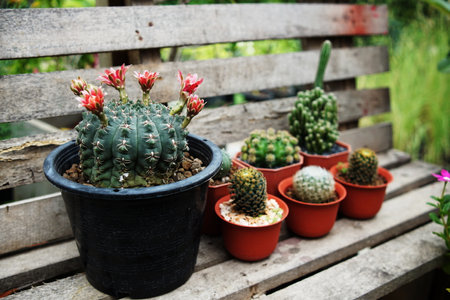 Collection of various cactus and succulent plants in home gardenの写真素材