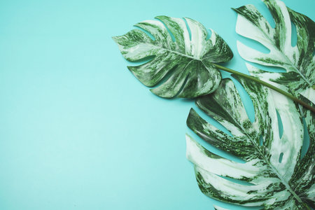 Monstera leave with space copy on blue background
