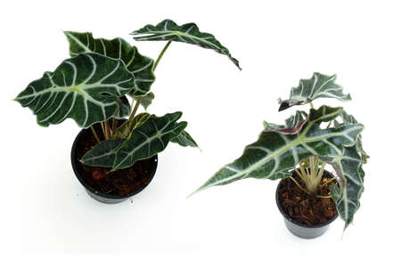 Alocasia sanderiana Bull tropical plant isolated on white backgroundの写真素材