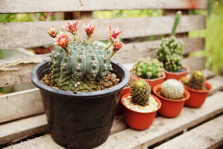 Collection of various cactus and succulent plants in home gardenの写真素材