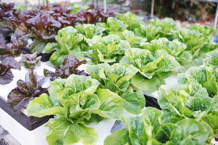 Hydroponic organic vegetables salad garden cultivation at home garden