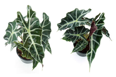 Alocasia sanderiana Bull tropical plant isolated on white backgroundの写真素材