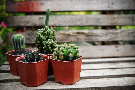 Collection of various cactus and succulent plants in home gardenの写真素材