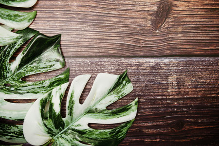 Monstera leave with space copy on wooden backgroundの写真素材