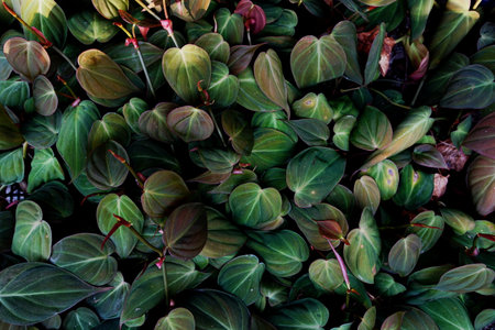 Abstract green tropical leaves nature backgroundの写真素材