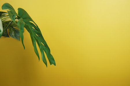 Monstera leaves summer minimal background with mock up space copy on yellow backgroundの写真素材