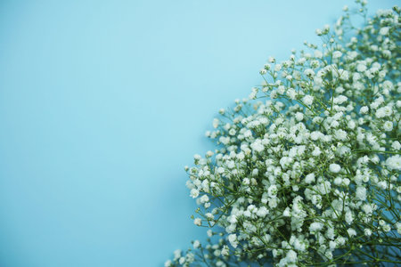 Space for copy background and flower decoration on blue background