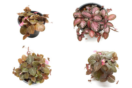 Episcia Cupreata house plants isolated on white backgroundの写真素材