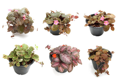 Episcia Cupreata house plants isolated on white backgroundの写真素材