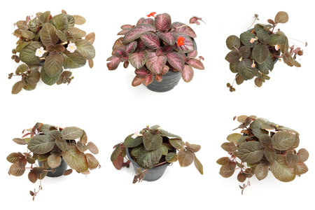 Episcia Cupreata house plants isolated on white backgroundの写真素材