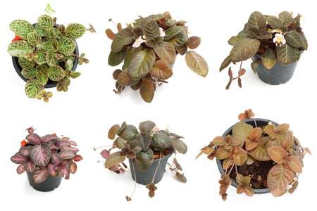 Episcia Cupreata house plants isolated on white backgroundの写真素材
