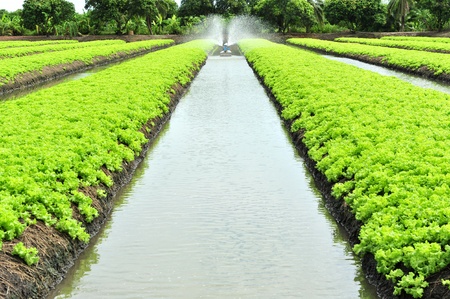 Rows of Lettuceの写真素材