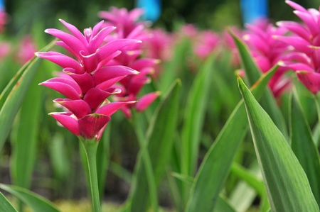 flower garden - close-upの写真素材