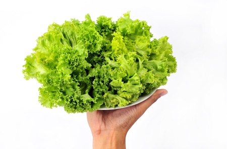 Fresh organic lettuce in handの写真素材