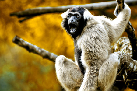 Precious specimen of Gibbon of golden cheeks
