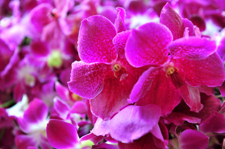 Orchid Flower
