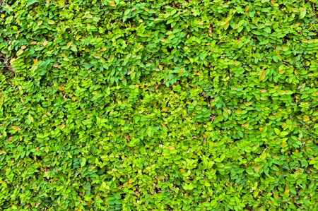 Leaf-covered wall for background 