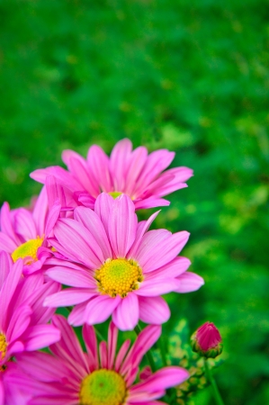 Blossom pink flower in a beautiful dayの写真素材