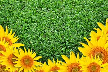 sunflowers on green grass の写真素材