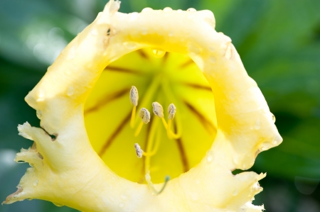 yellow flowerの写真素材