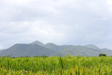 Green corn fieldの写真素材