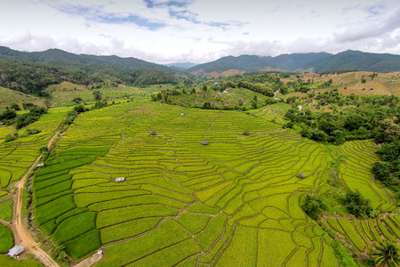 Green Terraced Rice Field in Chiangmai, Thailandの写真素材
