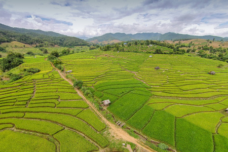 Green Terraced Rice Field in Chiangmai, Thailandの写真素材