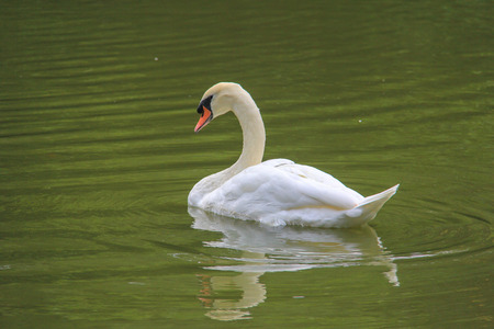 Beautiful swans in lakeの写真素材