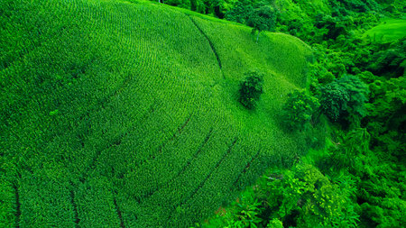 Aerial view drone shot of flowing fog waves on tropical mountain rainforest In the evening, Bird eye view.の写真素材