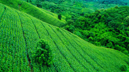 Aerial view drone shot of flowing fog waves on mountain tropical rainforest In the evening, Bird eye viewの写真素材