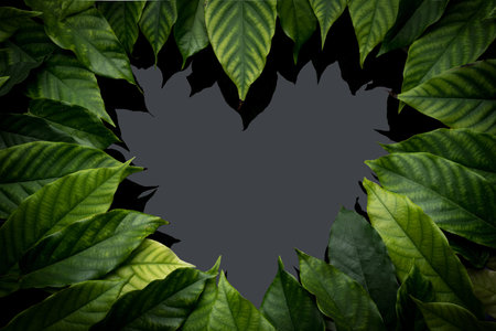 Green leaves with heart shape on black background. Concept of love and romance.