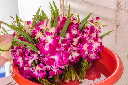 Orchid for Buddhist religious ceremonyの写真素材