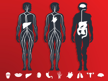 vector illustration of the internal organsのイラスト素材