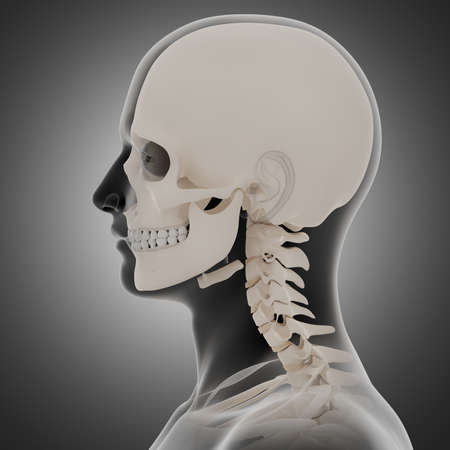 3d rendering illustration of skull anatomyの写真素材
