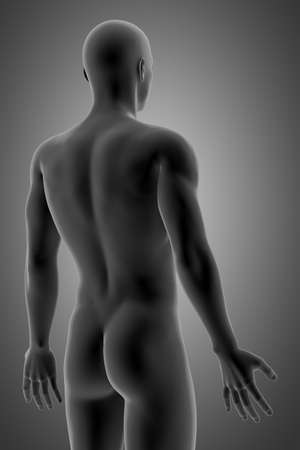 3d rendering of human anatomyの写真素材