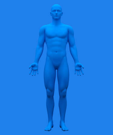 3d rendering of human anatomyの写真素材
