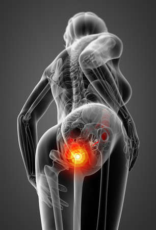 3d render female anatomy - large intestine - bottom viewの写真素材