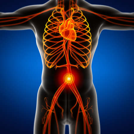 3d render illustration of the male vascular system - front viewの写真素材