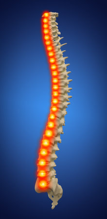 3d rendered illustration - human spineの写真素材