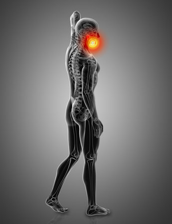 3d rendered illustration - jaw bone - side viewの写真素材