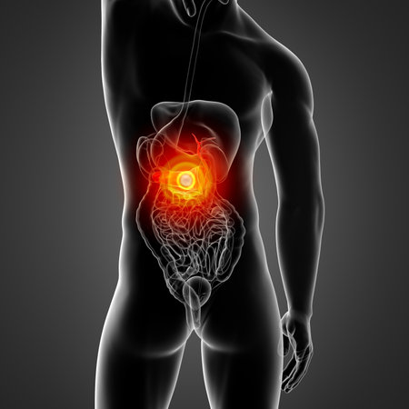 3d render medical illustration of the male Pancreas and Gallbladder - back viewの写真素材