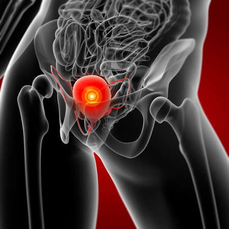 3d render bladder anatomy - front viewの写真素材