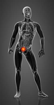 3d render bladder anatomy - front viewの写真素材