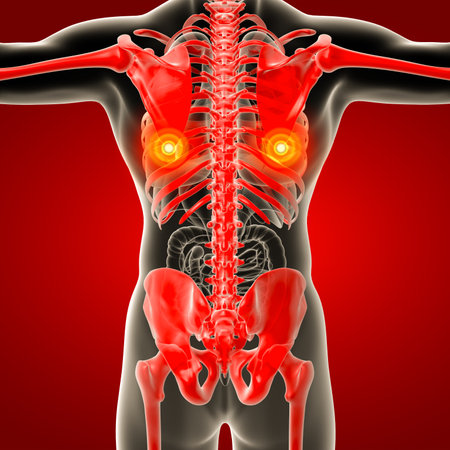 3d rendered skeleton - close up back viewの写真素材