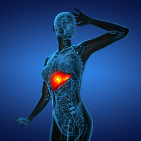 3d render medical illustration of the liver - side viewの写真素材