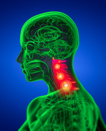 3d render medical illustration of the cervical spine - side viewの写真素材