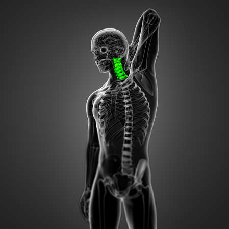 3d render medical illustration of the cervical spine - side viewの写真素材