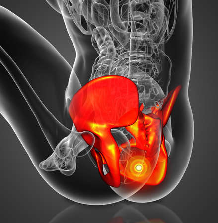 3D medical illustration of the pelvis boneの写真素材