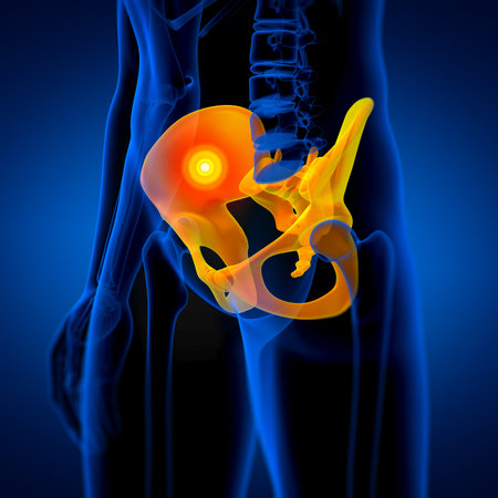 3D medical illustration of the pelvis bone